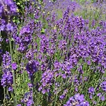 La Fleur Et Le Soleil Frühstückspension 3*