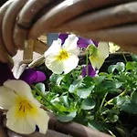 La Fleur Et Le Soleil Bed and Breakfast 3*