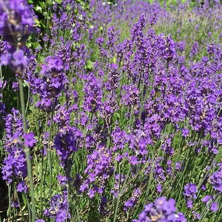 La Fleur Et Le Soleil Bed & Breakfast *