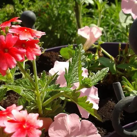 Couette-café La Fleur Et Le Soleil