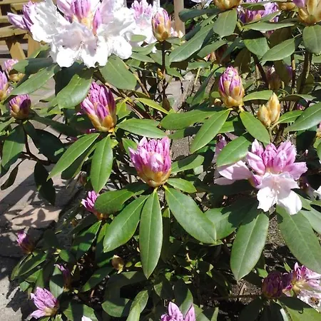 La Fleur Et Le Soleil Bed & Breakfast Durbuy