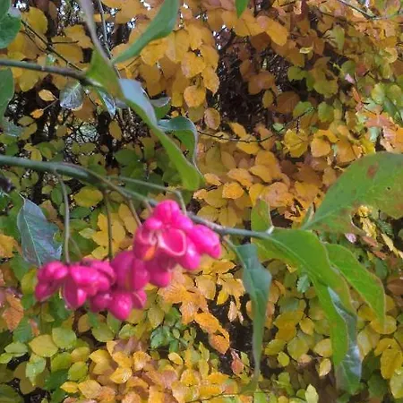 La Fleur Et Le Soleil Couette-café