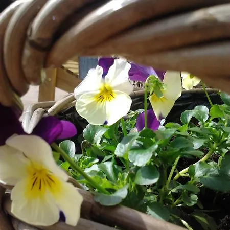 La Fleur Et Le Soleil Bed & Breakfast *
