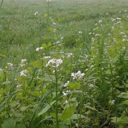 La Fleur Et Le Soleil * Durbuy
